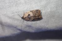 Acleris variegana