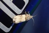 Gypsonoma aceriana