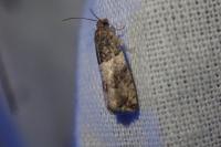 Gypsonoma aceriana