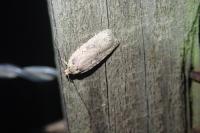 Agonopterix