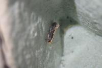 Monopis crocicapitella