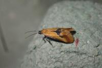 Batia lambdella