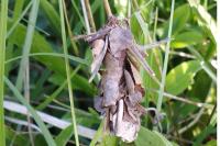 Canephora hirsuta
