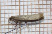 Agnoea subochreella