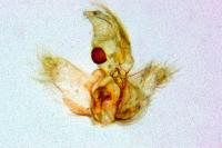 Agnoea subochreella