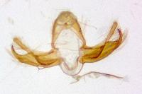Blastobasis