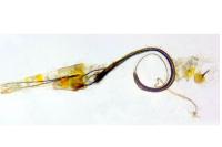 Coleophora oriolella