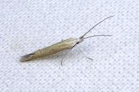 Coleophora oriolella