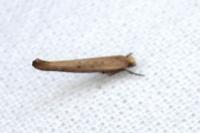 Zelleria hepariella
