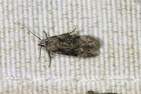 Carpatolechia fugitivella