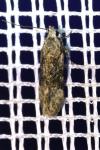 Carpatolechia fugitivella