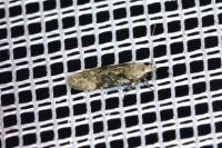 Carpatolechia fugitivella