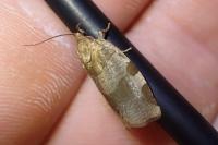 Choristoneura hebenstreitella