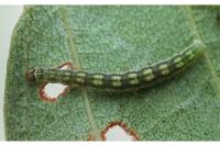 Swammerdamia caesiella