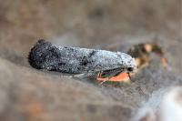 Swammerdamia caesiella