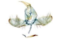 Swammerdamia caesiella