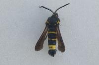 Paranthrene tabaniformis
