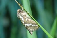 Korscheltellus lupulinus