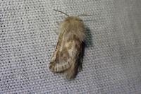 Dyspessa ulula