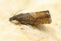 Dichrorampha aeratana