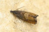 Dichrorampha aeratana
