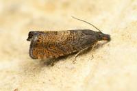 Dichrorampha aeratana