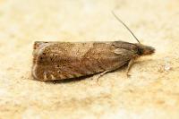 Dichrorampha aeratana