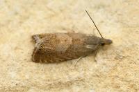 Dichrorampha aeratana