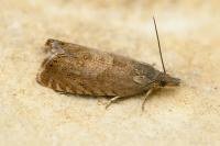 Dichrorampha aeratana