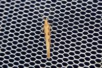 Plutella xylostella