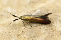 Coleophora deauratella