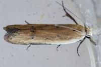 Mesophleps corsicella