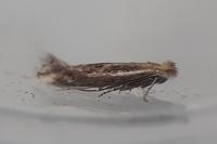 Bucculatrix chrysanthemella
