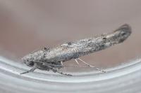 Zelleria oleastrella