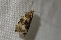 Celypha lacunana