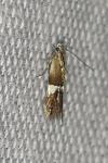 Aproaerema polychromella