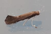 Tinagma ocnerostomella