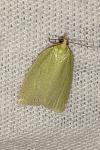 Tortrix viridana