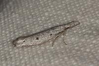 Pleurota gallicella