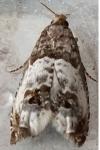 Notocelia rosaecolana