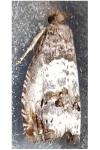 Notocelia rosaecolana