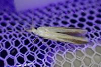 Coleophora