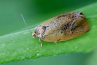 Ptycholoma lecheana