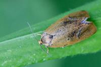 Ptycholoma lecheana