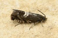 Grapholita coronillana