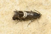 Grapholita coronillana