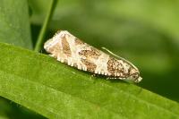 Celypha rivulana