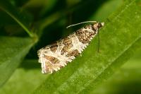 Celypha rivulana