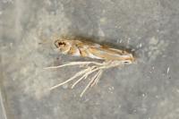 Phyllonorycter coryli