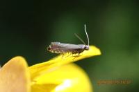 Glyphipterix